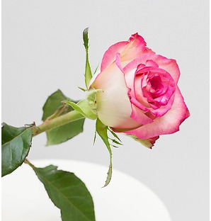 Роза белая с розовой окантовкой, 80 см