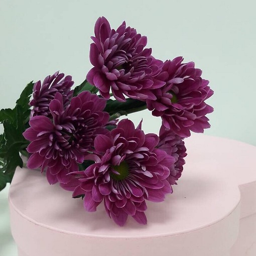 Хризантема фиолетовая кустовая