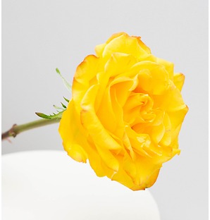 Роза желтая, 50 см