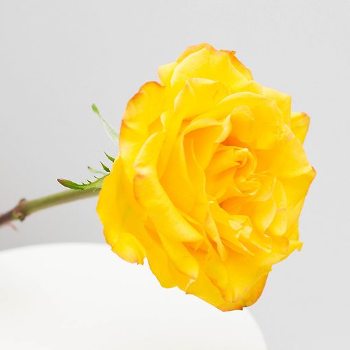 Роза желтая из Эквадора (50 см) 
