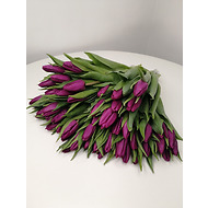 Тюльпаны фиолетовые 