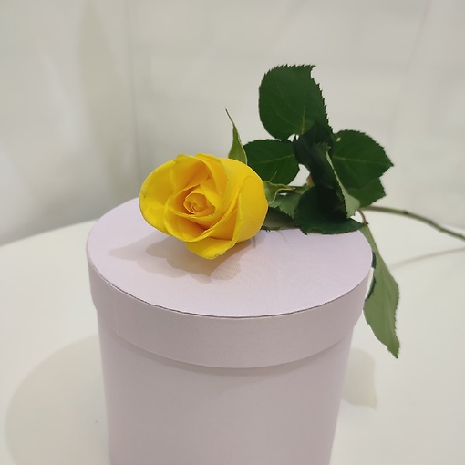 Роза Россия жёлтая 60 см
